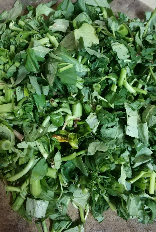 baja organik guna kangkung