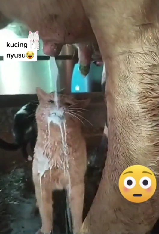 kambing tolong kucing