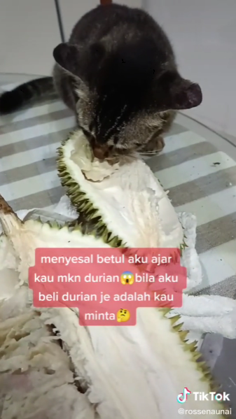 Kucing Perliharaan Makan Durian