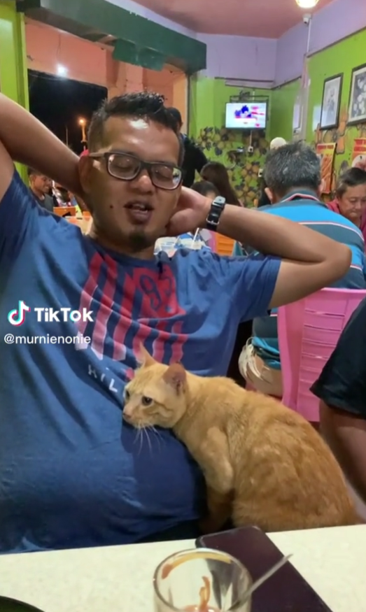 kucing duduk bersandar