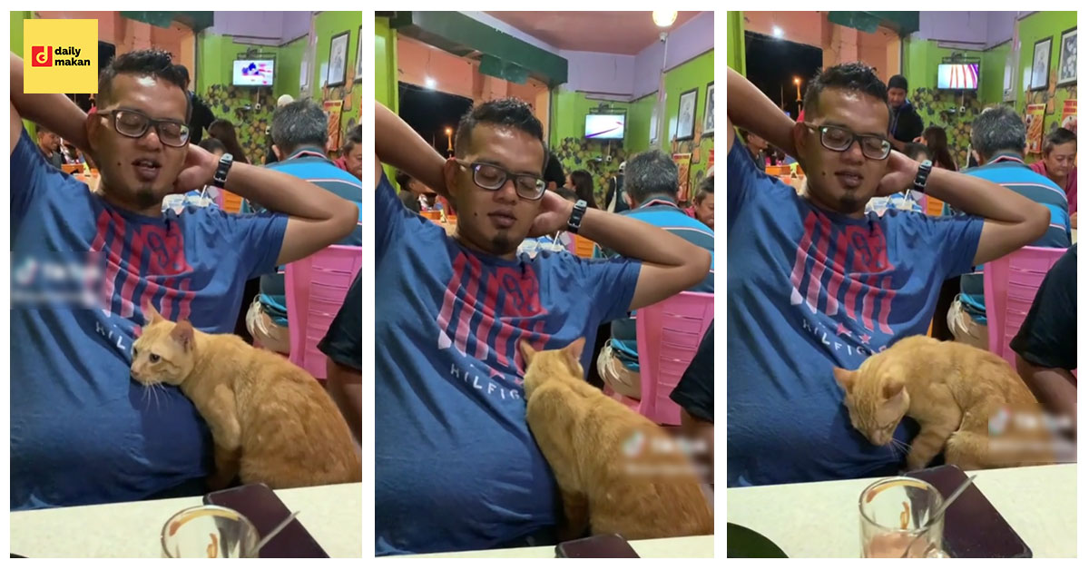 kucing duduk bersandar