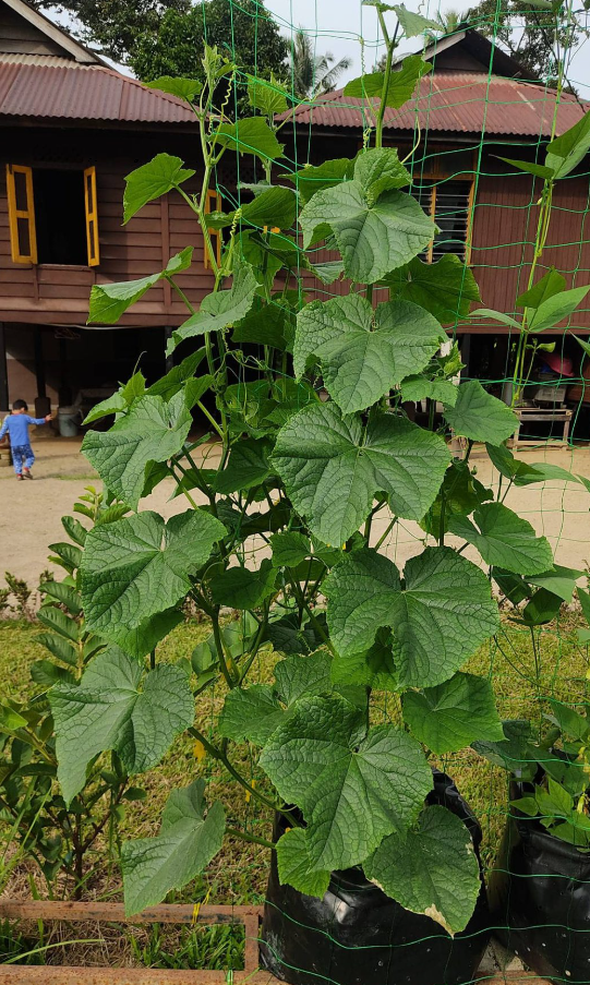 baja pokok timun Jepun