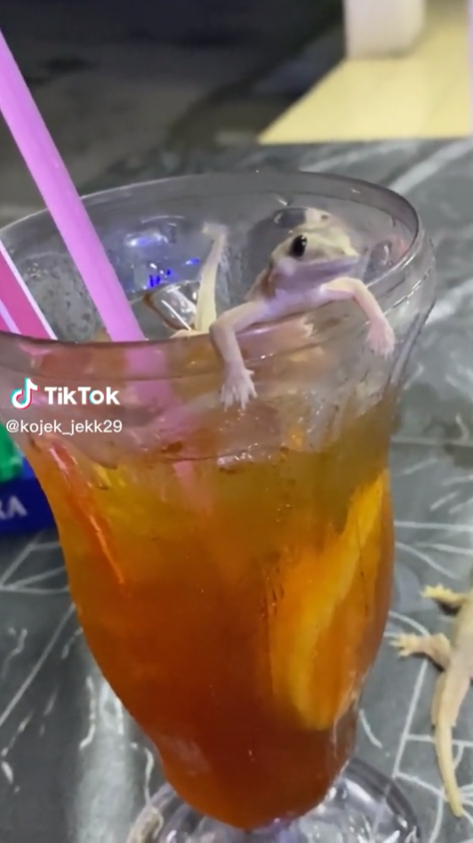 cicak jatuh dalam minuman