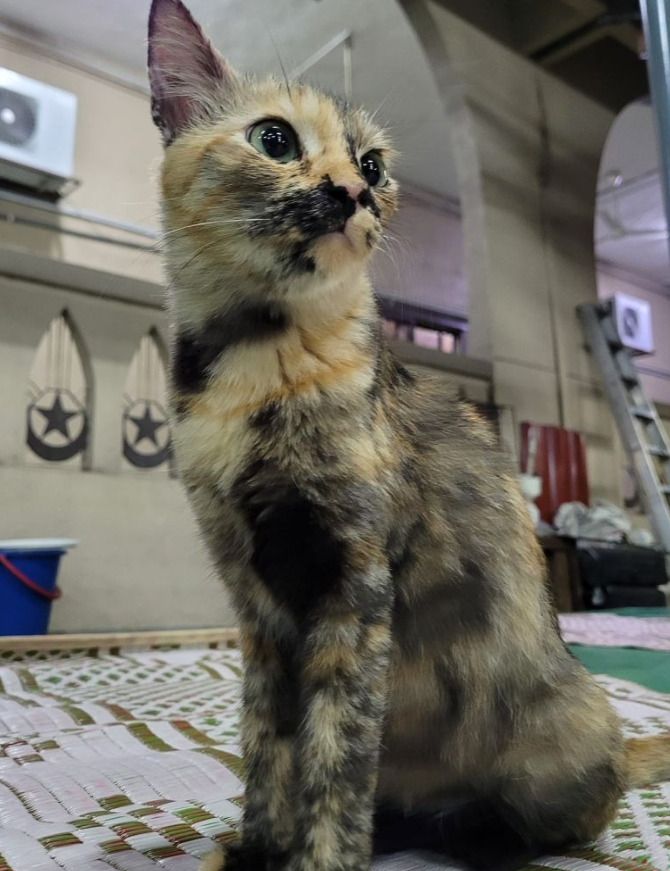 lauk berbuka kepada kucing