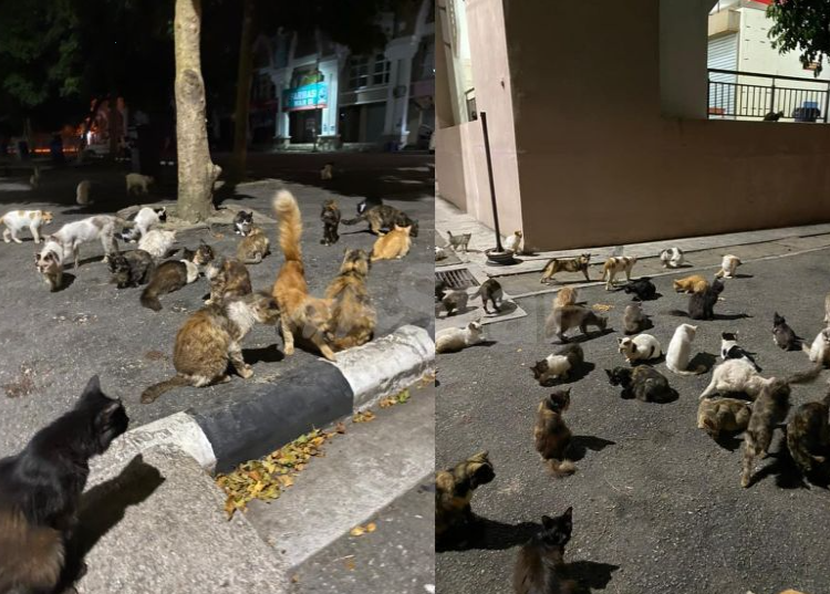 lauk berbuka kepada kucing