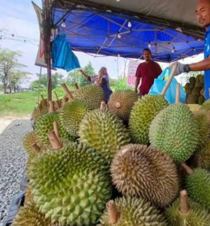 harga durian