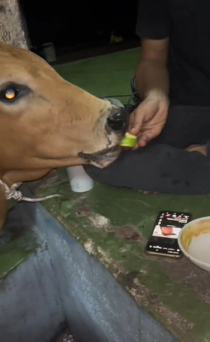 lembu makan rojak buah