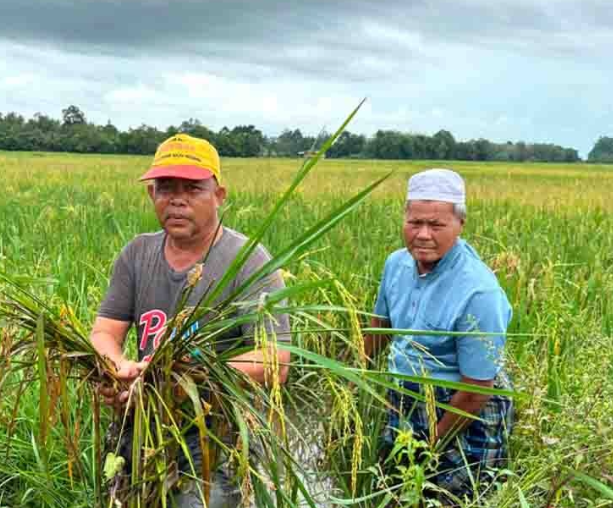  Kelantan keluarkan beras jenama sendiri 