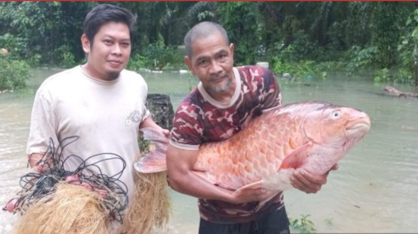 ikan kelah merah