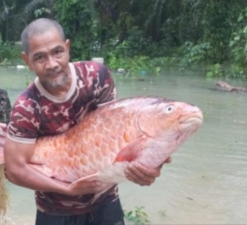 ikan kelah merah