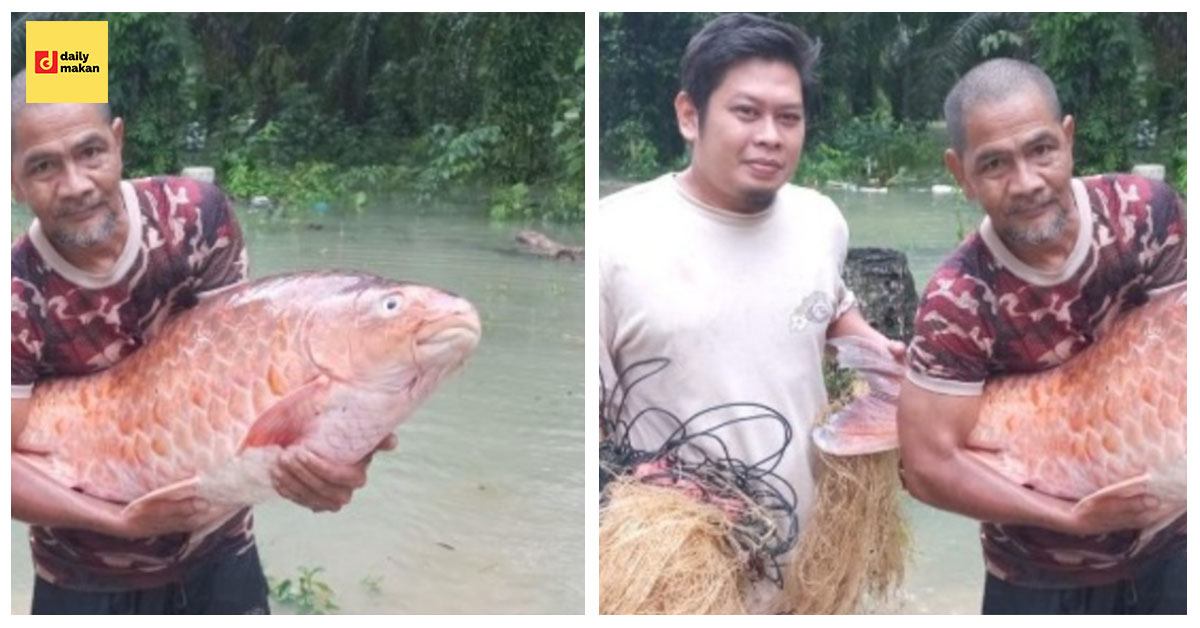 ikan kelah merah