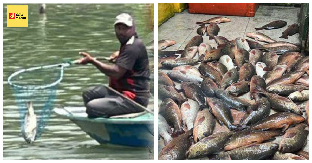 kolam ikan diracun